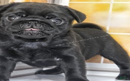 Pug dogs for sale: Boy 1 - Champion Lines! - Image 11