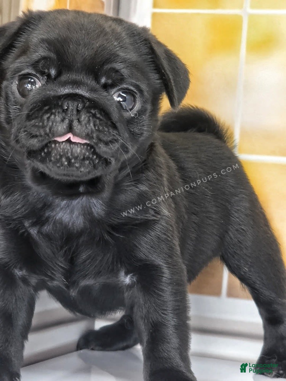 Pug dogs for sale: Boy 1 - Champion Lines! - Image 11