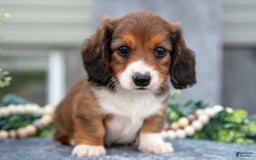 Miniature Dachshund dogs for sale: Christopher - Image 3