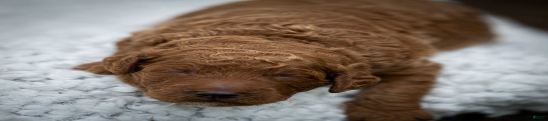 Beau