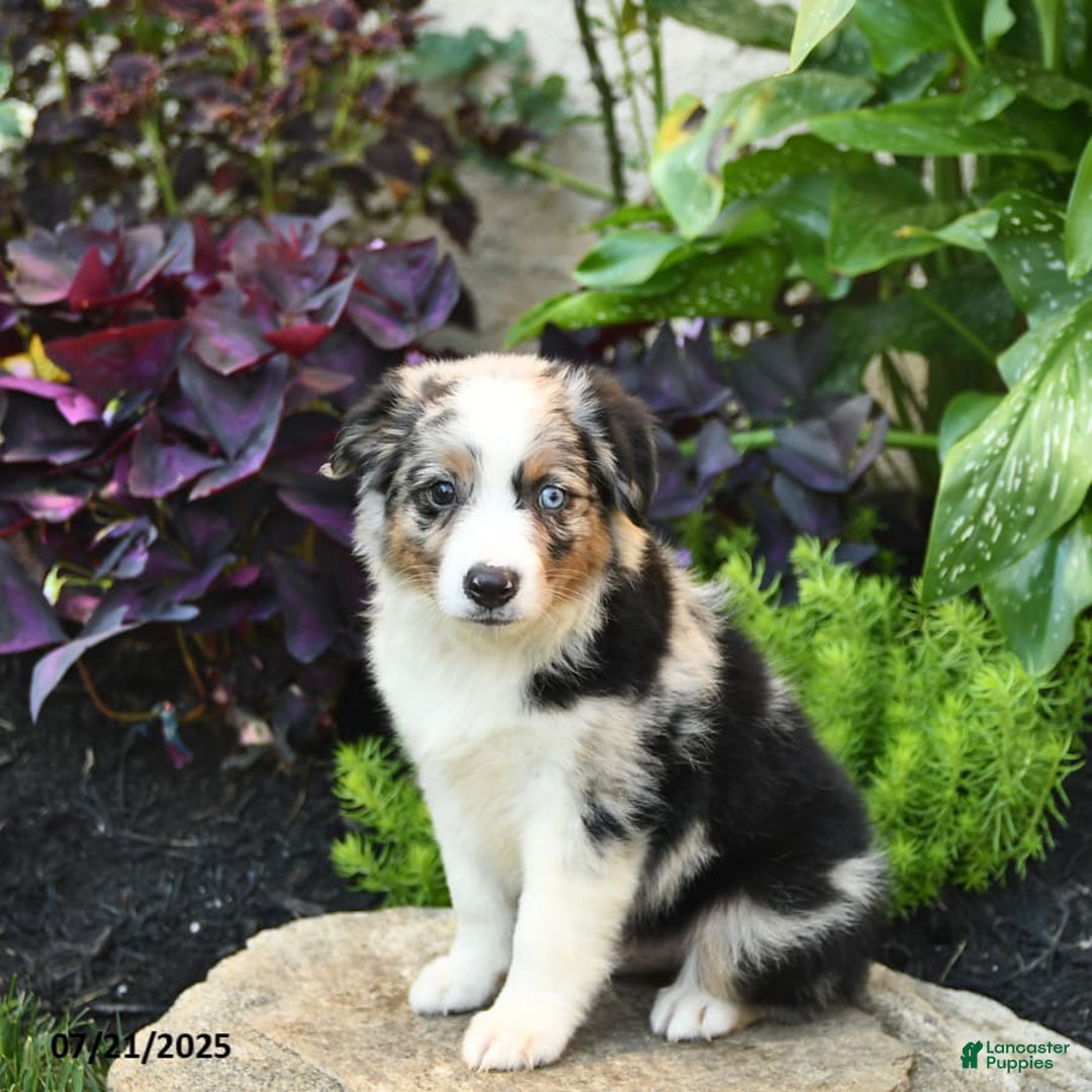 Miniature Australian Shepherd dogs for sale: Hank - Image 6
