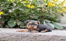 Yorkshire Terrier dogs for sale: Faithful - Image 5