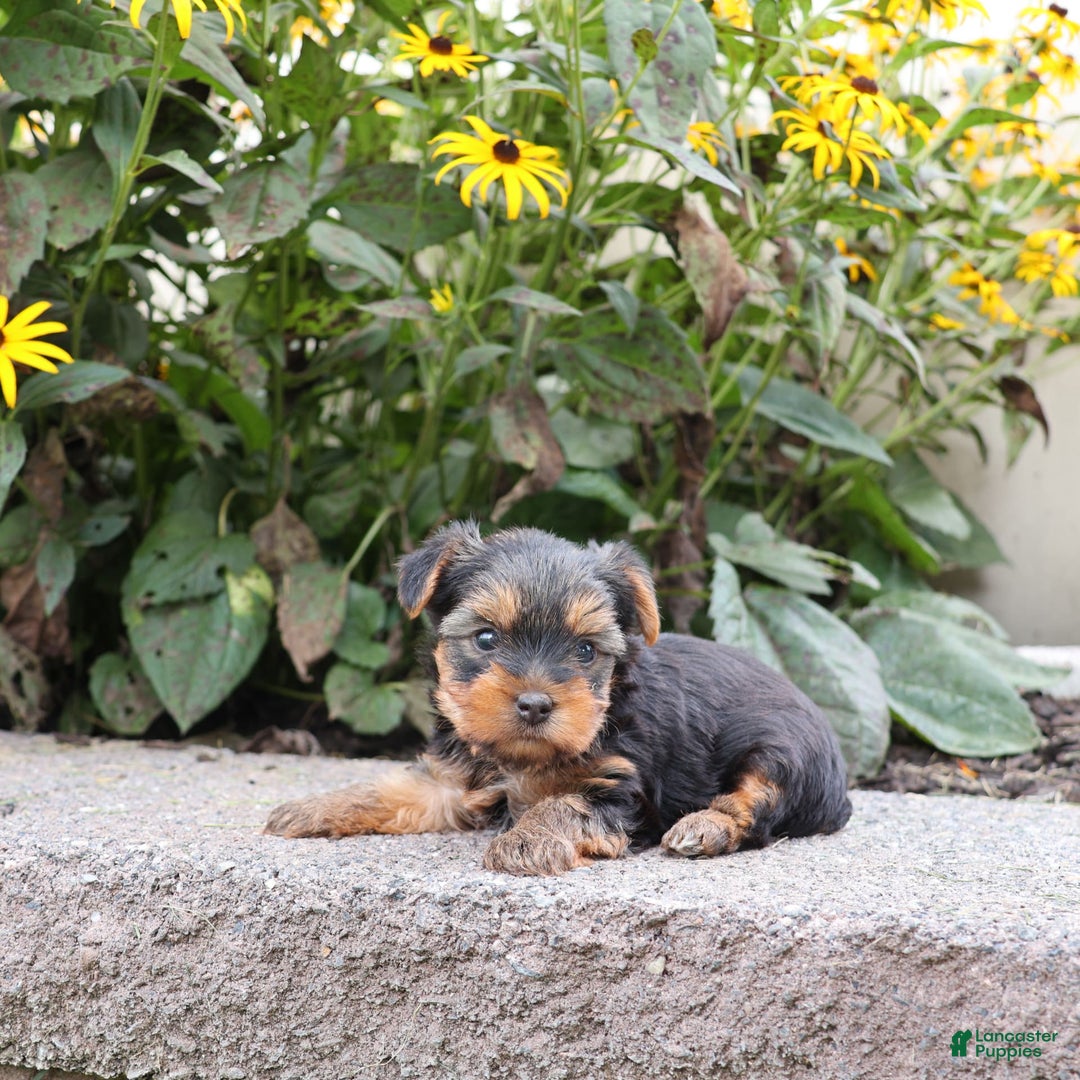Yorkshire Terrier dogs for sale: Faithful - Image 5
