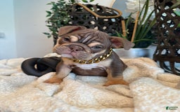 English Bulldog dogs for sale: Peaches - Image 10
