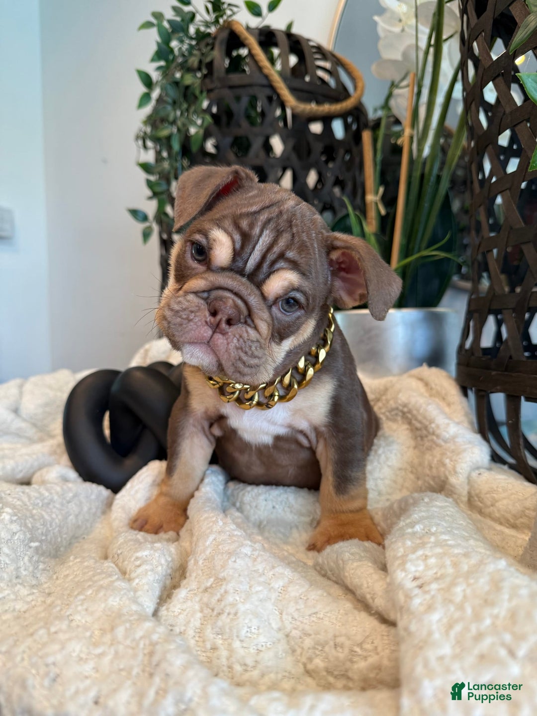 English Bulldog dogs for sale: Peaches - Image 10