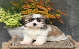 Malshi dogs for sale: Piper - Image 4