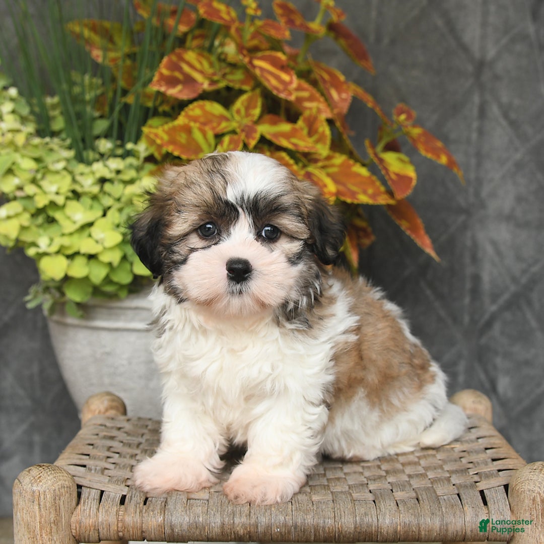 Malshi dogs for sale: Piper - Image 4