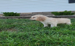 Cocker Spaniel dogs for sale: Rosco - Image 1