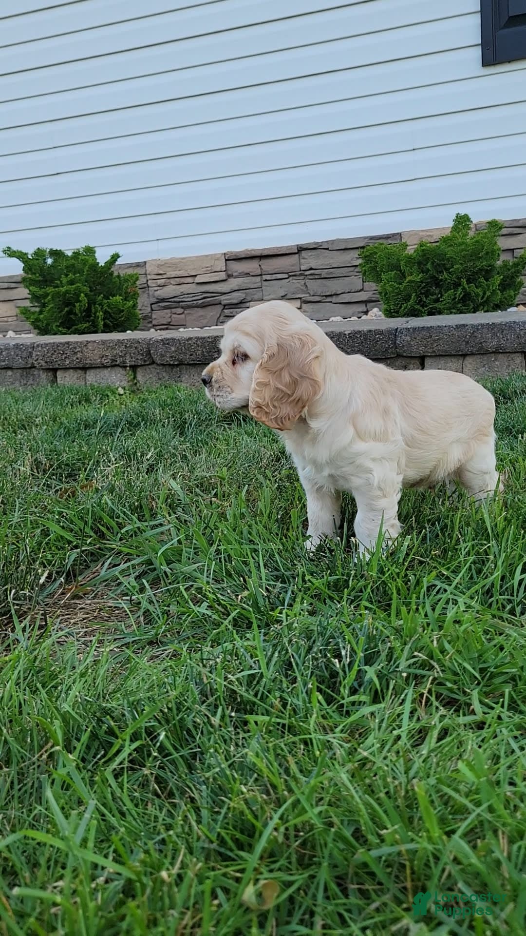 Cocker Spaniel dogs for sale: Rosco - Image 1