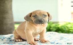 Cane Corso dogs for sale: Harley - Image 3
