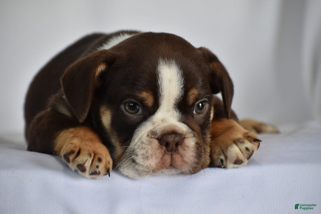 Beabull dogs for sale: Winston - Image 13