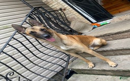 German Shepherd dogs for sale: Maggie - Image 7