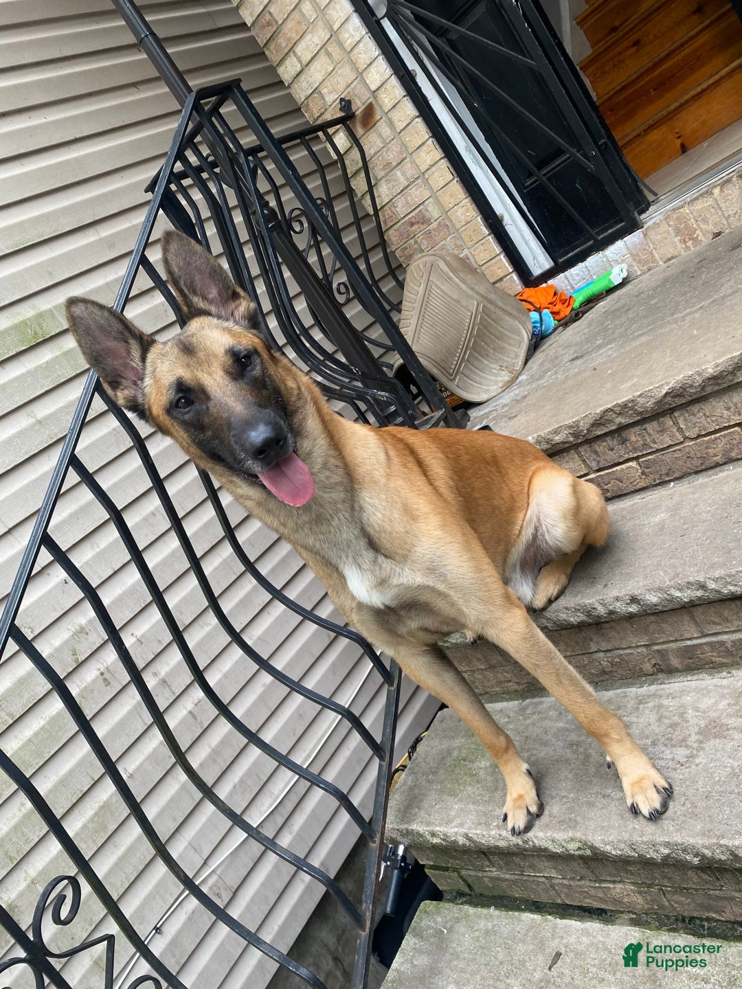 German Shepherd dogs for sale: Maggie - Image 7