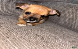 Morkie dogs for sale: Chloe - Image 6