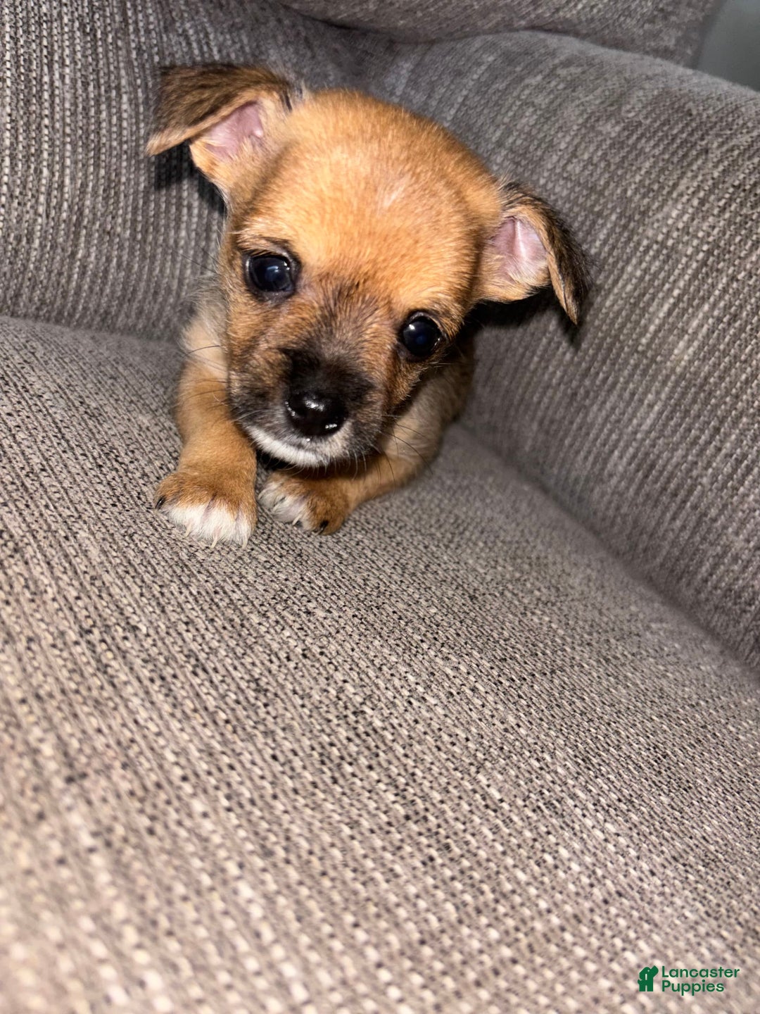 Morkie dogs for sale: Chloe - Image 6