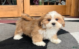 Lhasa Apso dogs for sale: Daisy Mae - Image 1