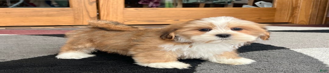 Daisy Mae