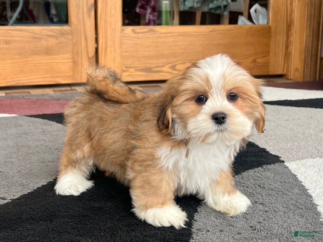 Lhasa Apso dogs for sale: Daisy Mae - Image 1