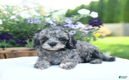 Cavapoo dogs for sale: Oreo - Image 3