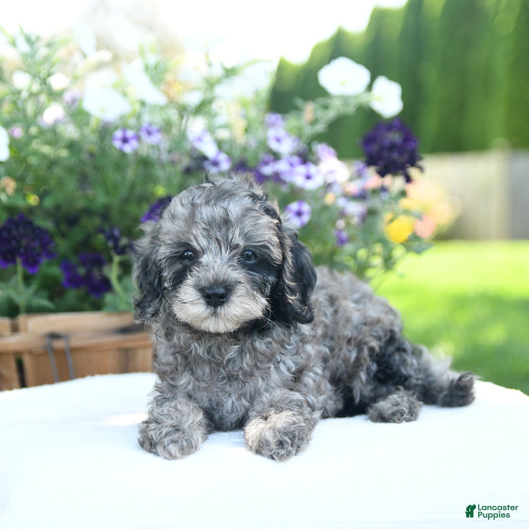 Cavapoo dogs for sale: Oreo - Image 3