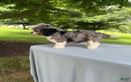 Cavapoo dogs for sale: Daisy - Image 7