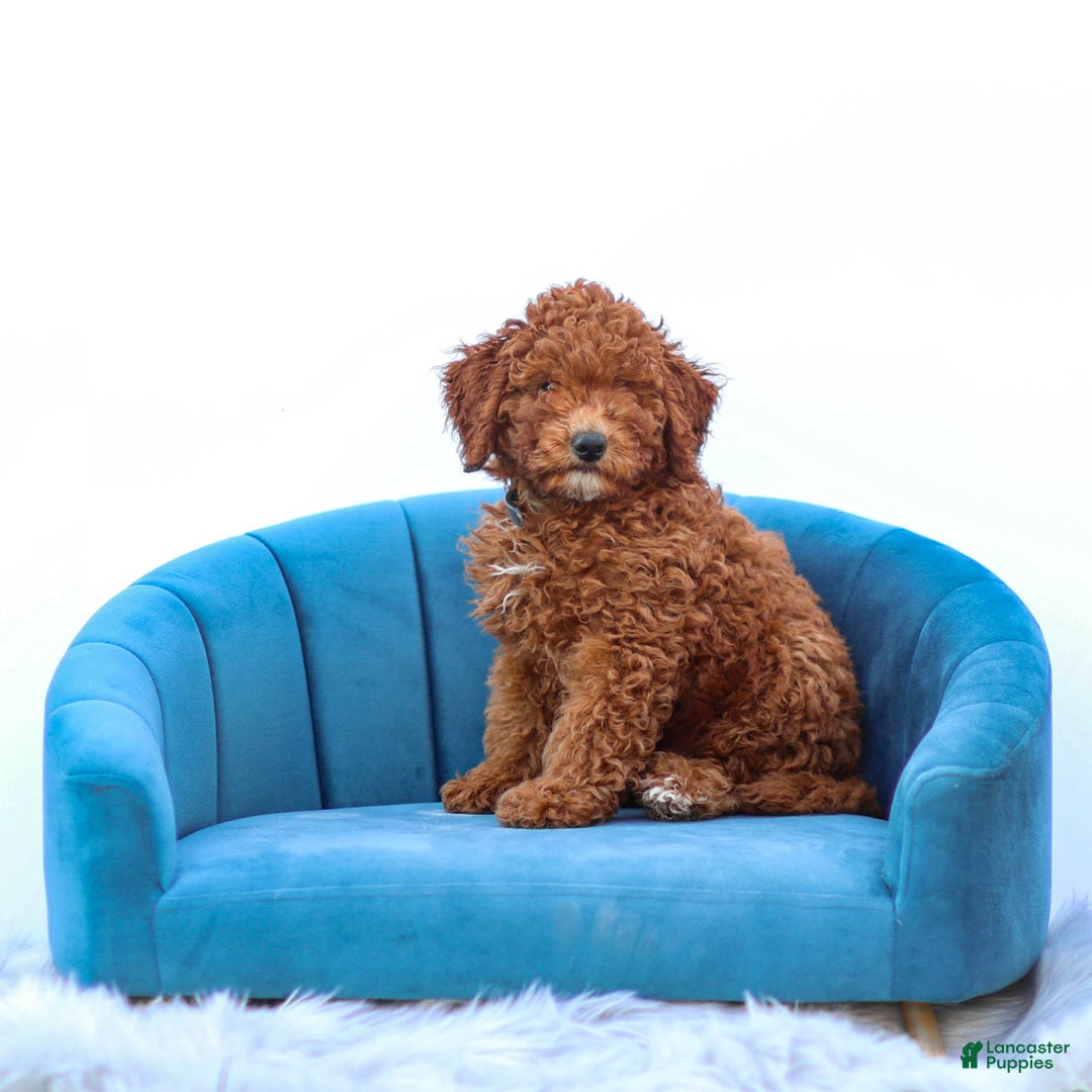 Miniature Poodle dogs for sale: Beau - Image 4