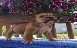 English Bulldog dogs for sale: Mozart - Image 2