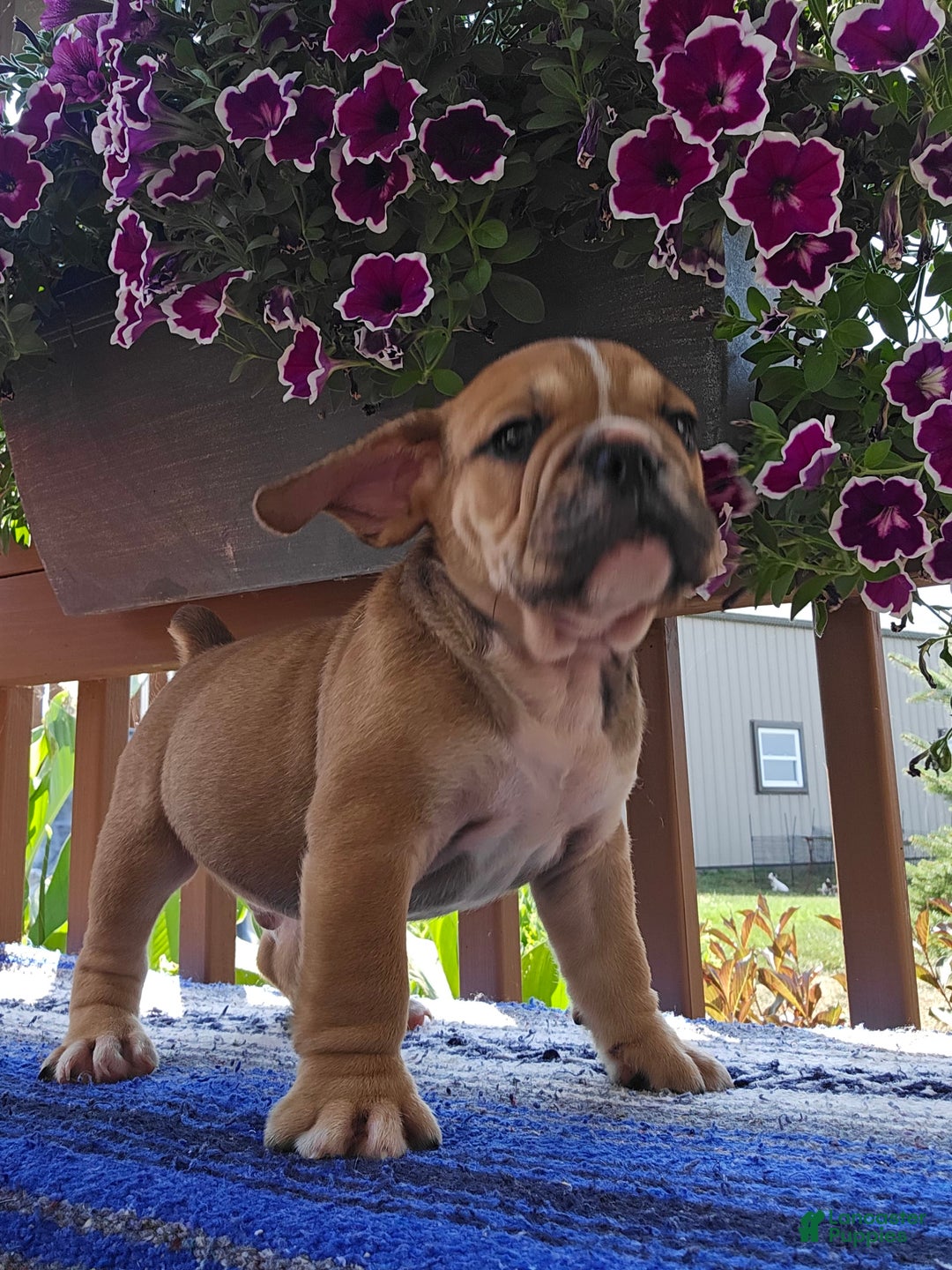 English Bulldog dogs for sale: Mozart - Image 2