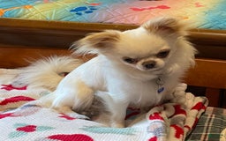 Chihuahua dogs for sale: Toby - Image 4
