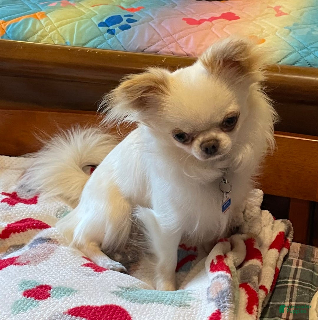 Chihuahua dogs for sale: Toby - Image 4
