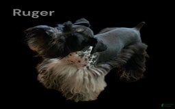 Miniature Schnauzer dogs for sale: Emerald - Image 9