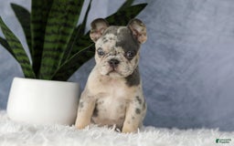 French Bulldog dogs for sale: Elsa - Image 6