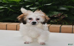 Teddy Bear dogs for sale: Bailey - Image 7