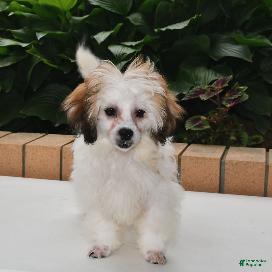 Teddy Bear dogs for sale: Bailey - Image 7