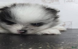 Pomeranian dogs for sale: Blue Eye - Blue Merle - Extreme Parti - Listing for pets: Blue Eye - Blue Merle - Extreme Parti - Image 11