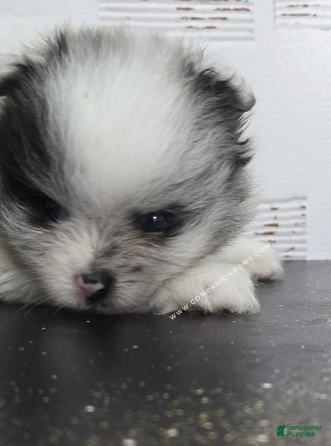 Pomeranian dogs for sale: Blue Eye - Blue Merle - Extreme Parti - Listing for pets: Blue Eye - Blue Merle - Extreme Parti - Image 11