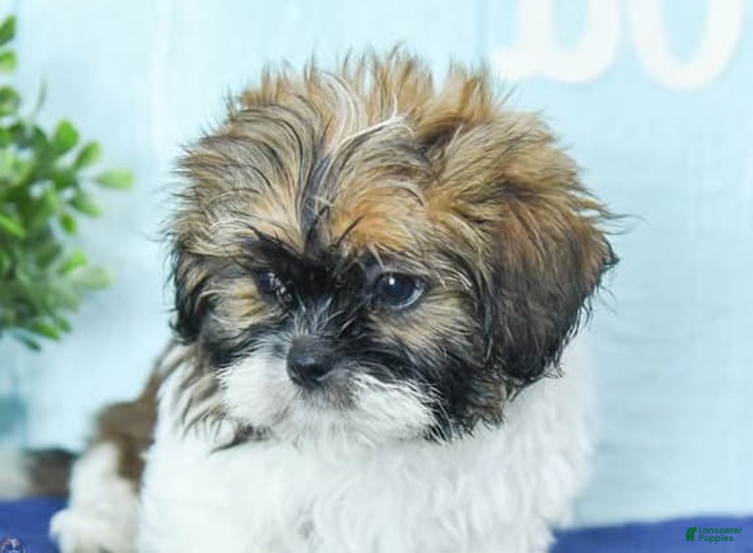 Shih Tzu dogs for sale: Kaden Drew - Image 2