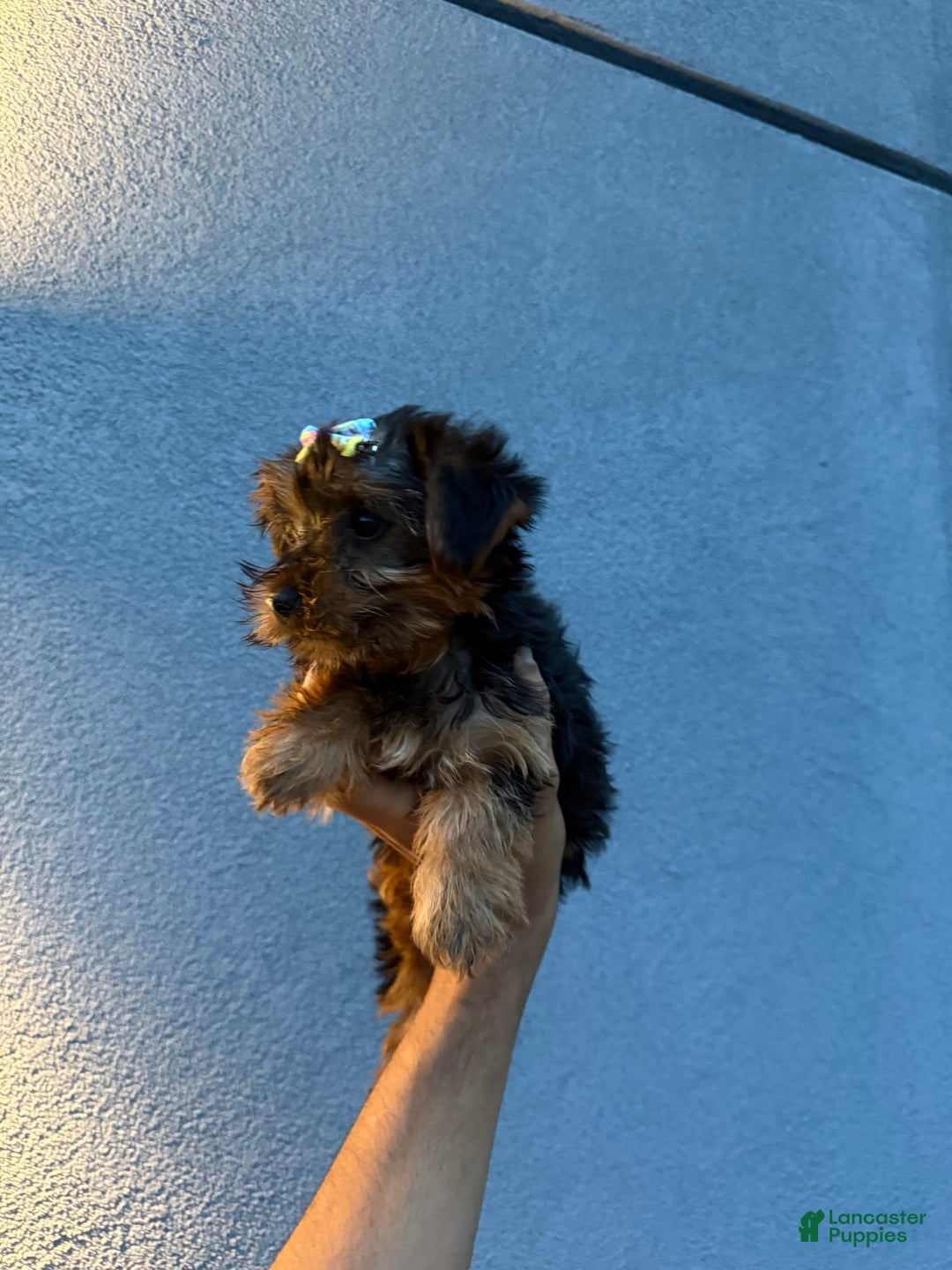 Yorkshire Terrier dogs for sale: Diamond - Image 4
