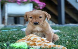 Labrador Retriever dogs for sale: Red Fox Geo - Image 13