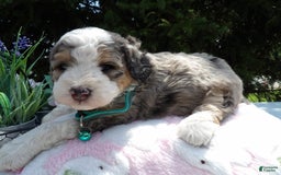 Mini Bernedoodle dogs for sale: Lucy - Image 1