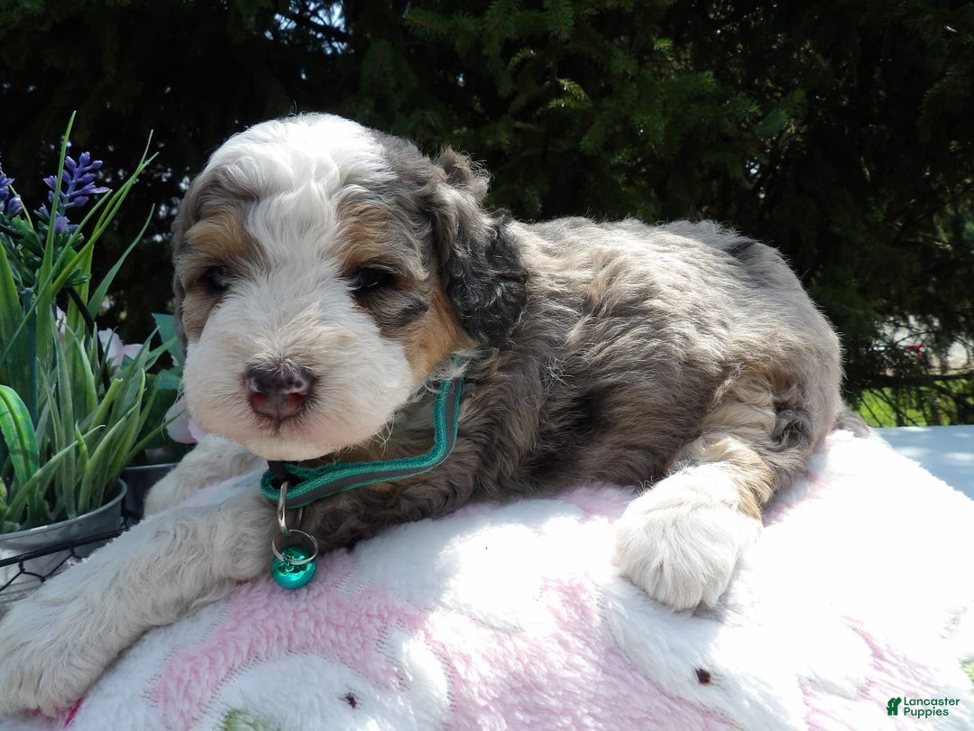 Mini Bernedoodle dogs for sale: Lucy - Image 1