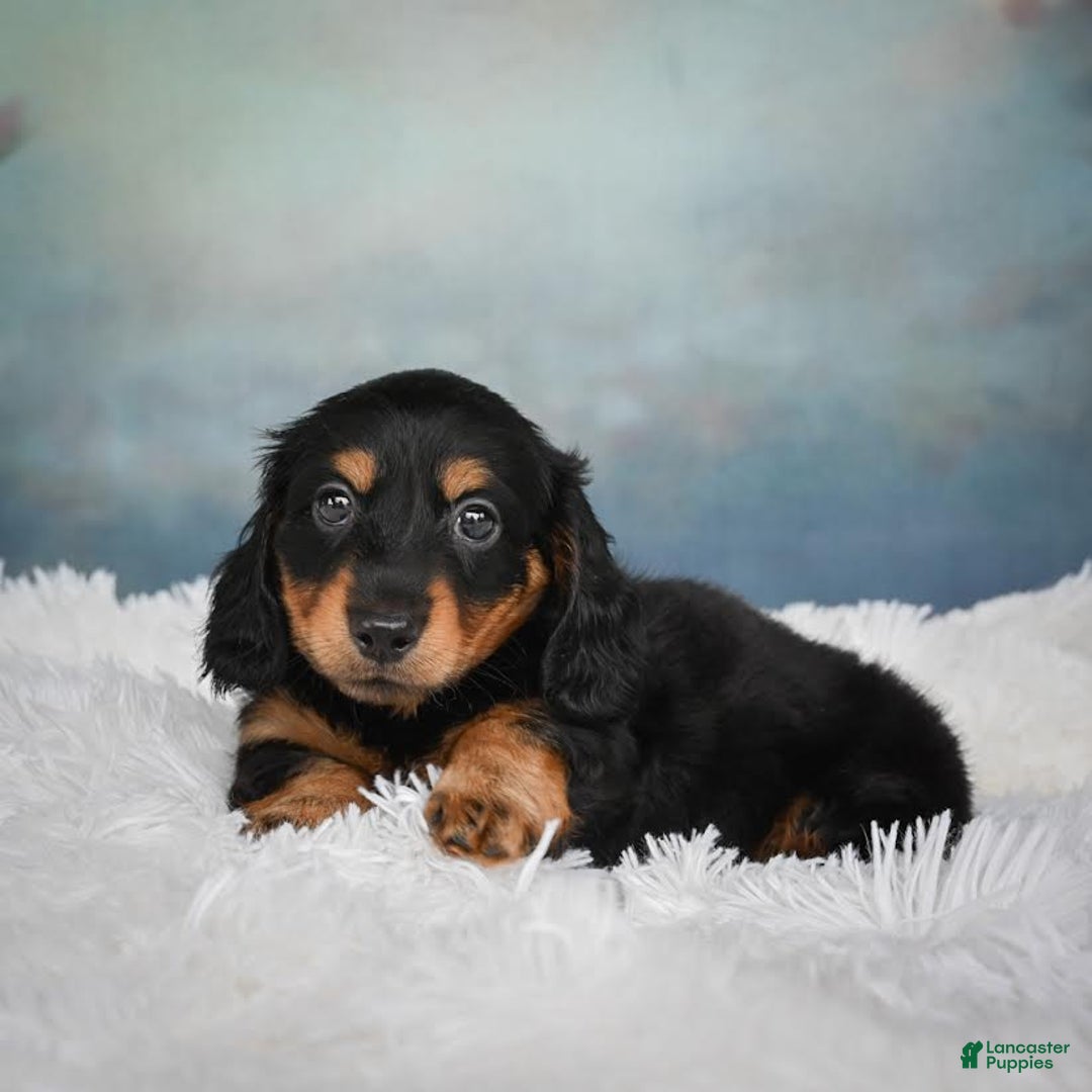 Miniature Dachshund dogs for sale: Mason - Image 12