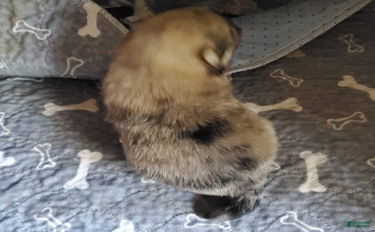 Pomeranian dogs for sale - Ad 1