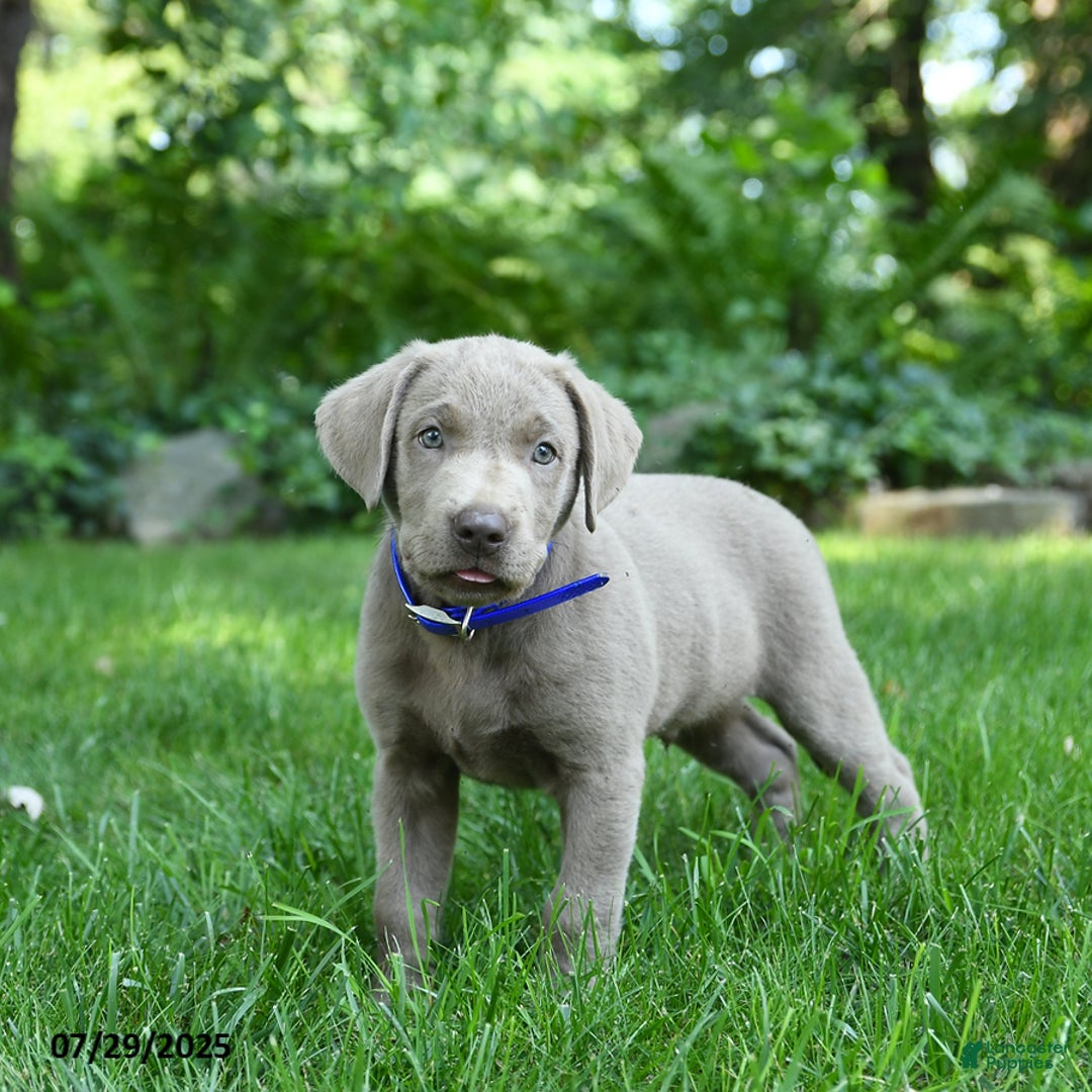 Labrador Retriever dogs for sale: Mickey - Image 5