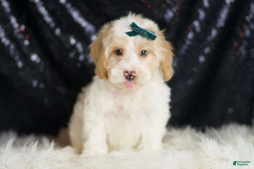 Yorkiepoo dogs for sale: Hurricane - Image 4