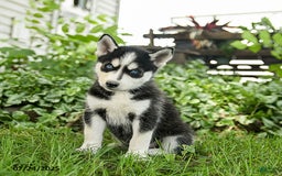 Pomsky dogs for sale: Kit - Image 1