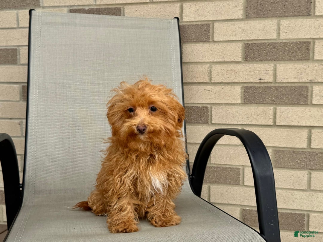 Maltipoo dogs for sale: Kristie - Image 1
