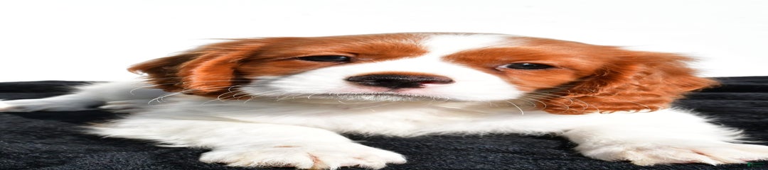 Jasper