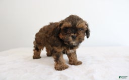 Shihpoo dogs for sale: Lukas - Image 9