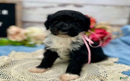 Portuguese Water Dog dogs for sale: Taylor - Image 10